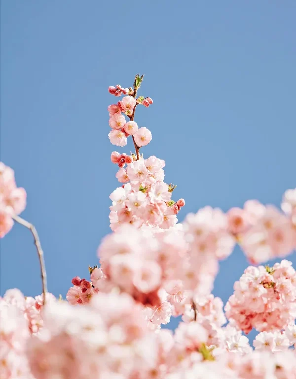 mash-fotografie-mandelblueten600x900